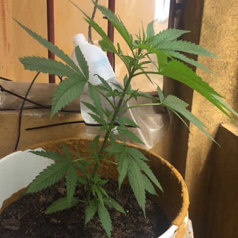 San Fernando vallaey og cush (SRB821) growlog photo: Se ve una excelente recuperación por parte de las mordeduras de los insectos posiblemente hormigas 