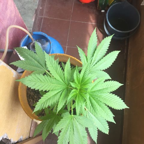 Whidak47[SXL141] growlog timeline photo
