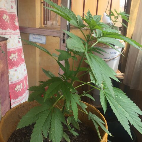 Whidak47[SXL141] growlog timeline photo