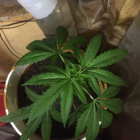 San Fernando vallaey og cush (SRB821) growlog timeline photo