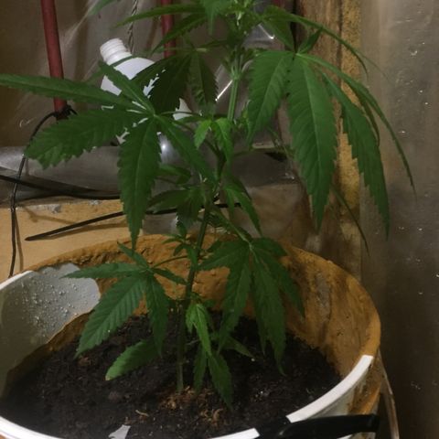 San Fernando vallaey og cush (SRB821) growlog timeline photo