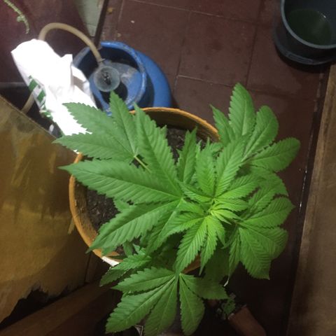 Whidak47[SXL141] growlog timeline photo