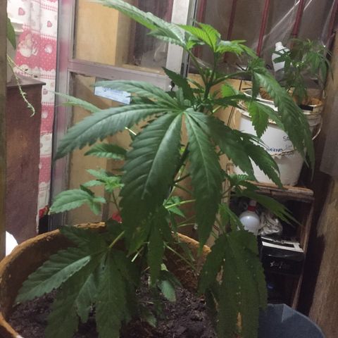 Whidak47[SXL141] growlog timeline photo