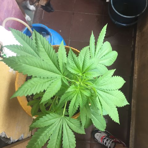 Whidak47[SXL141] growlog timeline photo