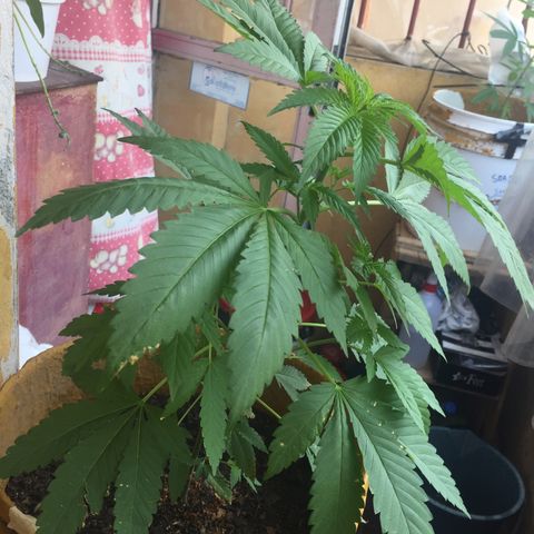 Whidak47[SXL141] growlog timeline photo