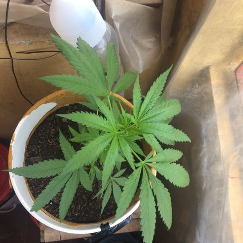 San Fernando vallaey og cush (SRB821) growlog timeline photo