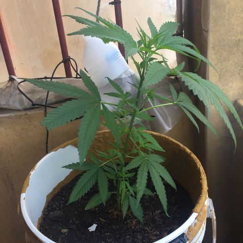 San Fernando vallaey og cush (SRB821) growlog timeline photo