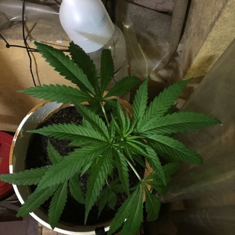 San Fernando vallaey og cush (SRB821) growlog timeline photo