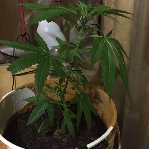San Fernando vallaey og cush (SRB821) growlog timeline photo