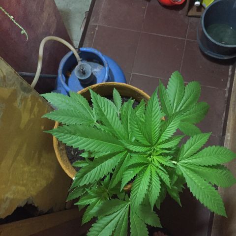 Whidak47[SXL141] growlog timeline photo
