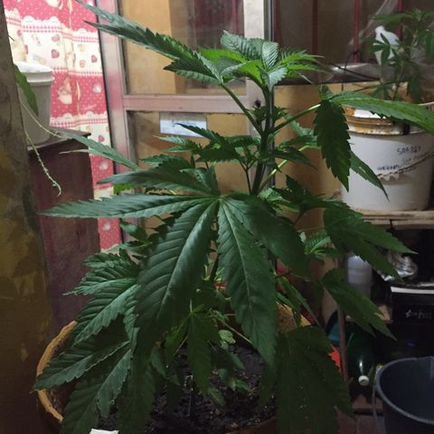 Whidak47[SXL141] growlog timeline photo