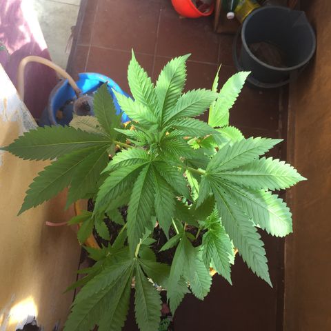 Whidak47[SXL141] growlog timeline photo