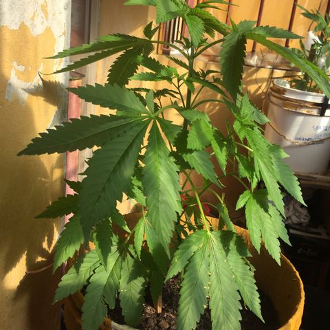 Whidak47[SXL141] growlog timeline photo