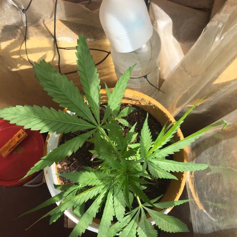 San Fernando vallaey og cush (SRB821) growlog timeline photo