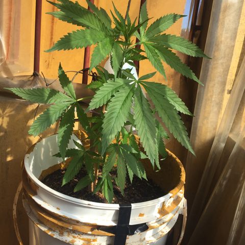 San Fernando vallaey og cush (SRB821) growlog timeline photo