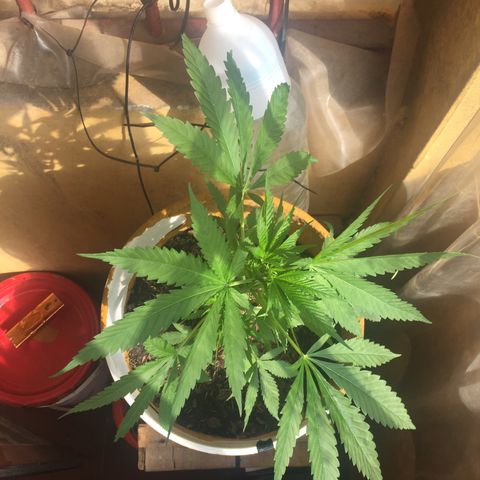 San Fernando vallaey og cush (SRB821) growlog timeline photo