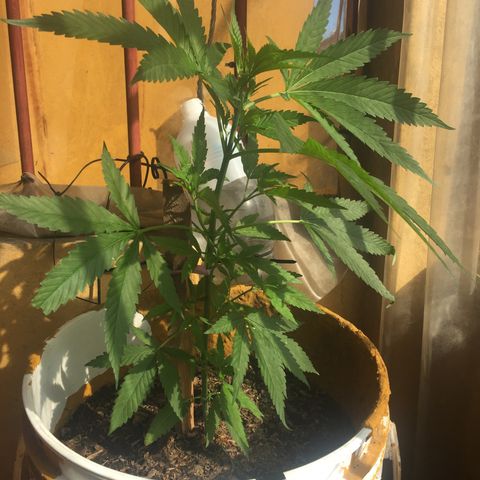 San Fernando vallaey og cush (SRB821) growlog timeline photo