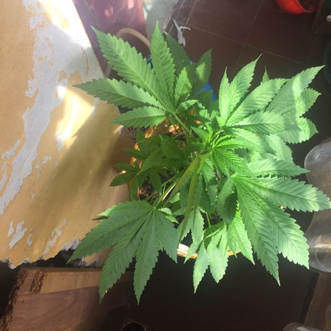 Whidak47[SXL141] growlog timeline photo