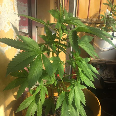 Whidak47[SXL141] growlog timeline photo