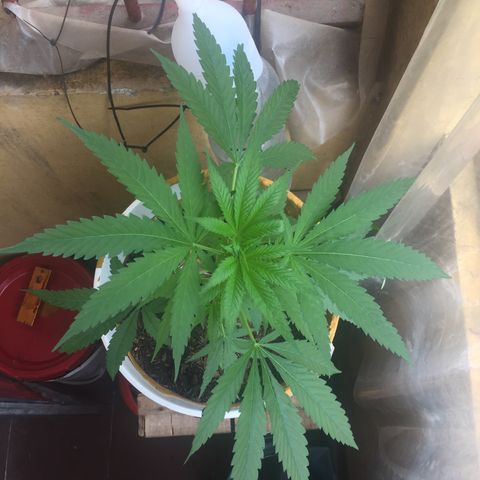 San Fernando vallaey og cush (SRB821) growlog timeline photo