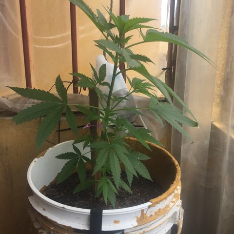 San Fernando vallaey og cush (SRB821) growlog timeline photo