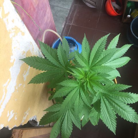 Whidak47[SXL141] growlog timeline photo