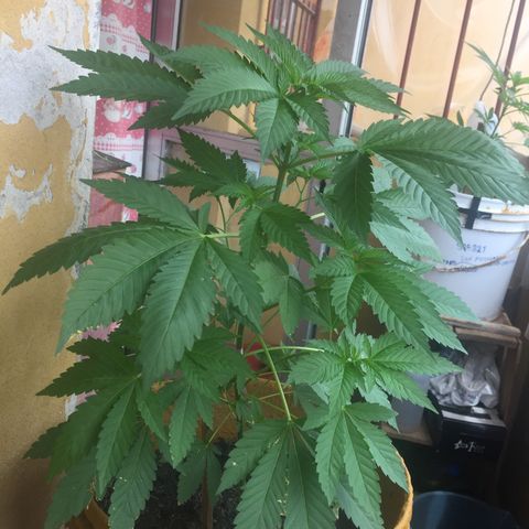 Whidak47[SXL141] growlog timeline photo