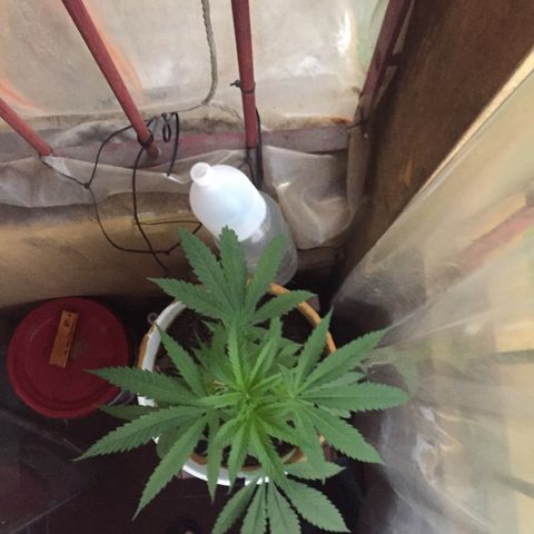 San Fernando vallaey og cush (SRB821) growlog timeline photo