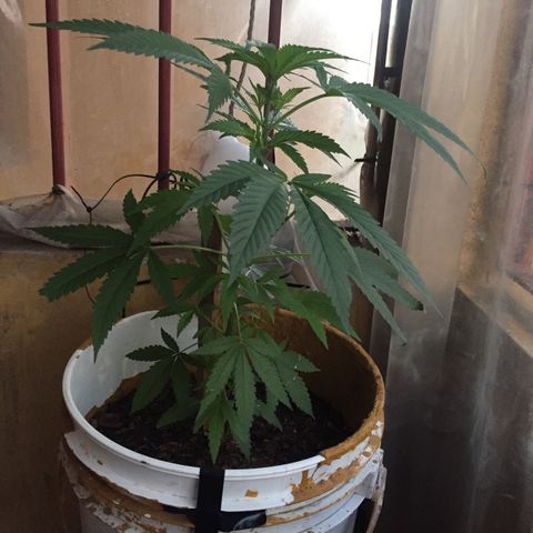 San Fernando vallaey og cush (SRB821) growlog timeline photo