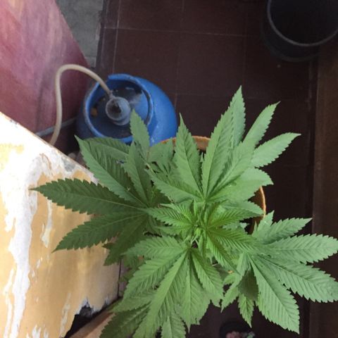 Whidak47[SXL141] growlog timeline photo