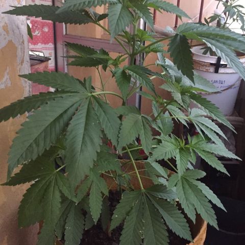 Whidak47[SXL141] growlog timeline photo