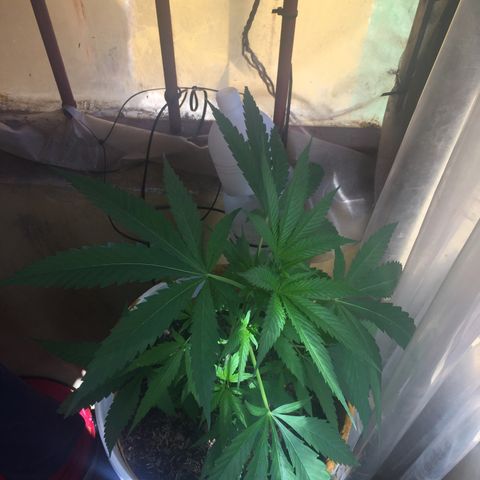 San Fernando vallaey og cush (SRB821) growlog timeline photo