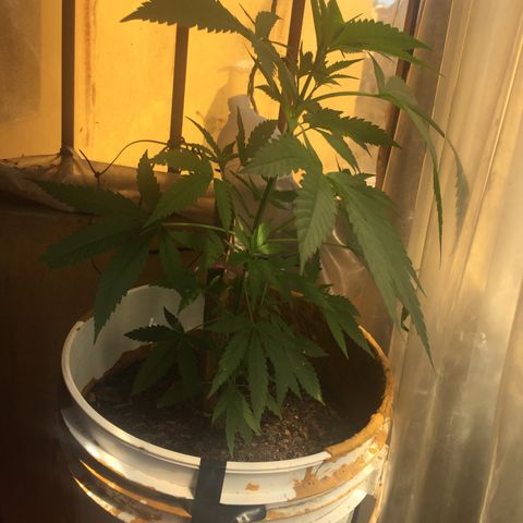 San Fernando vallaey og cush (SRB821) growlog timeline photo