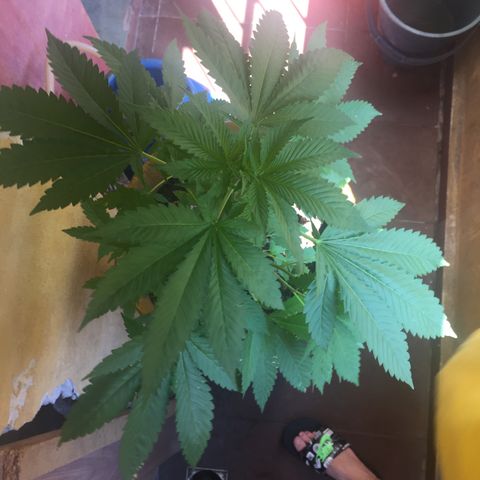 Whidak47[SXL141] growlog timeline photo