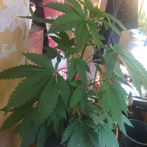 Whidak47[SXL141] growlog timeline photo