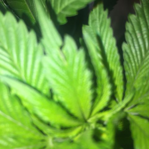Whidak47[SXL141] growlog photo: Controle rutina de encontró hija media mordida se debe hacer  jugo de ajo 