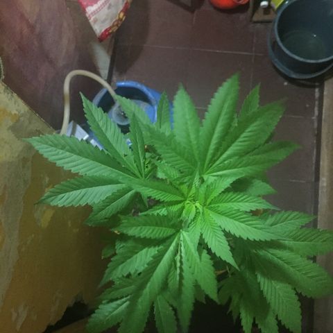 Whidak47[SXL141] growlog timeline photo