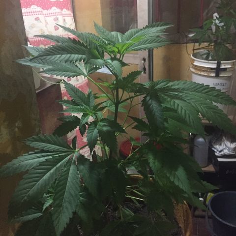 Whidak47[SXL141] growlog timeline photo