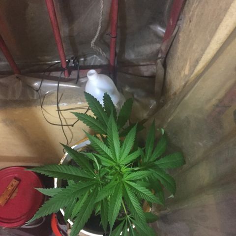 San Fernando vallaey og cush (SRB821) growlog timeline photo