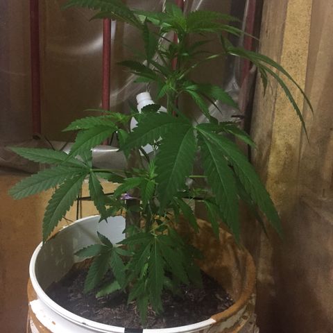 San Fernando vallaey og cush (SRB821) growlog timeline photo
