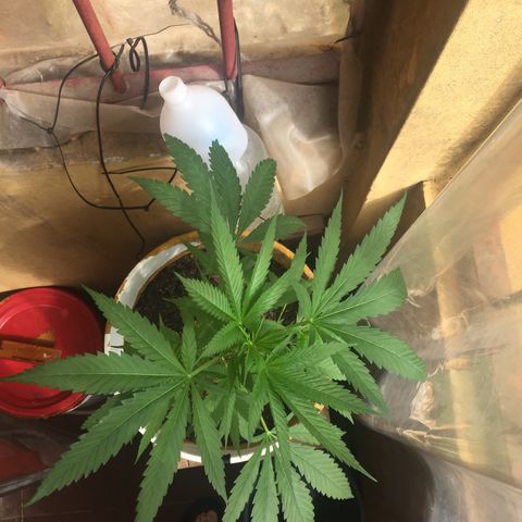 San Fernando vallaey og cush (SRB821) growlog timeline photo