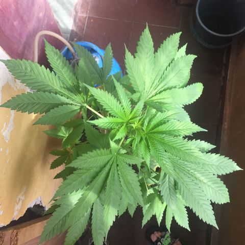 Whidak47[SXL141] growlog timeline photo