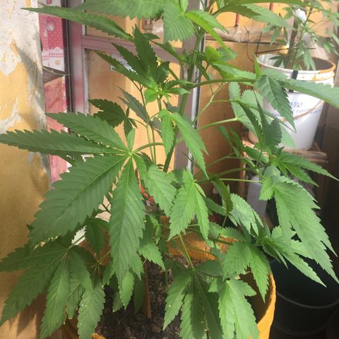 Whidak47[SXL141] growlog timeline photo