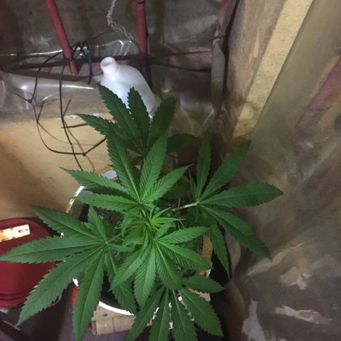 San Fernando vallaey og cush (SRB821) growlog timeline photo