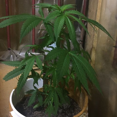 San Fernando vallaey og cush (SRB821) growlog timeline photo