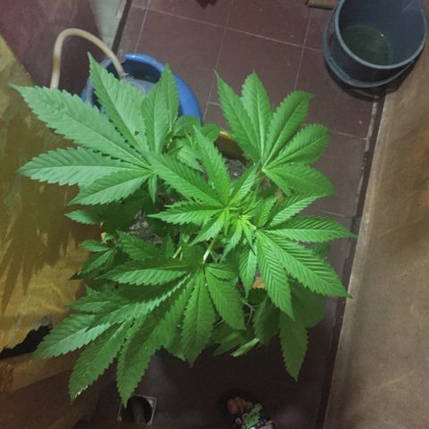 Whidak47[SXL141] growlog timeline photo