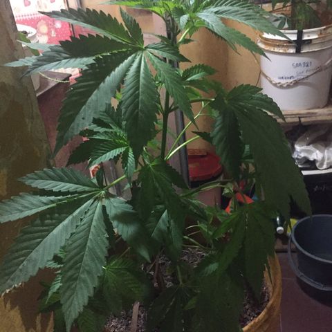 Whidak47[SXL141] growlog timeline photo