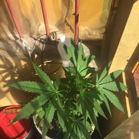 San Fernando vallaey og cush (SRB821) growlog timeline photo