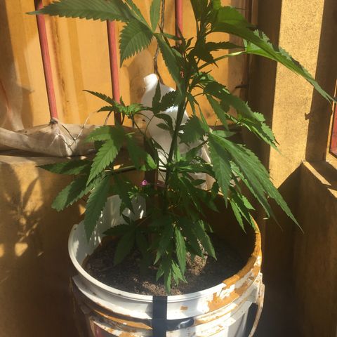 San Fernando vallaey og cush (SRB821) growlog timeline photo
