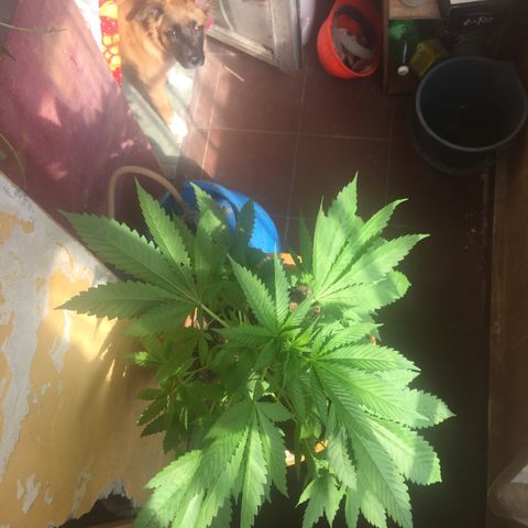 Whidak47[SXL141] growlog timeline photo